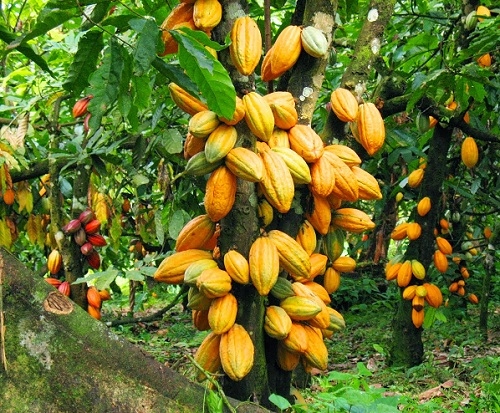 Cocoa 1