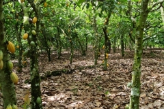Sustainable Cocoa 2 1