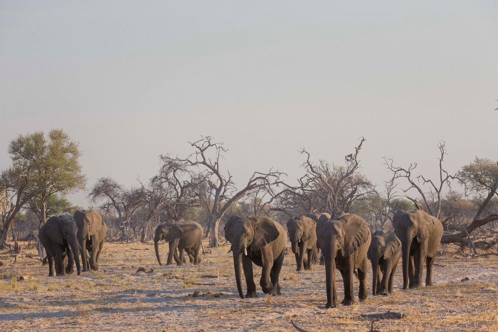 Wildlife