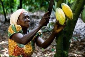 Cocoa certification today
