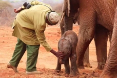 Sheldrick-Rescuer-and-Lili-the-Baby-Elephant-Sheldrick-Wildlife-Trust-Youtube-Screenshot