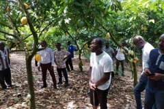 Sustainable-Cocoa