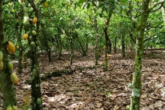 Sustainable-cocoa-2