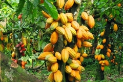cocoa_1