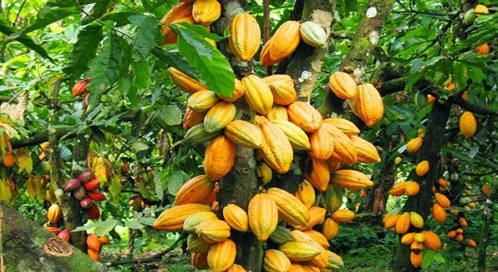 Conservation Alliance, Partners Launch New Cocoa Management Scheme.