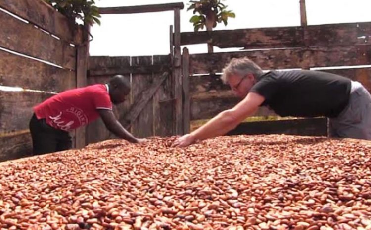 Conservation Alliance and Rainforest Alliance/UTZ Promote the Adoption of Integrated Pest Management in Cocoa Production.