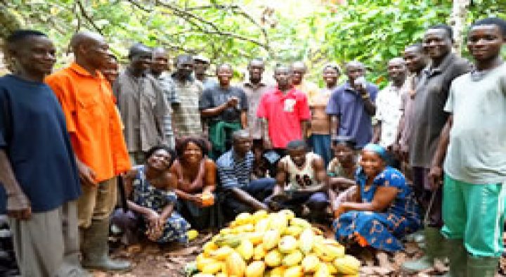 Conservation Cocoa Association applauds government for free inputs